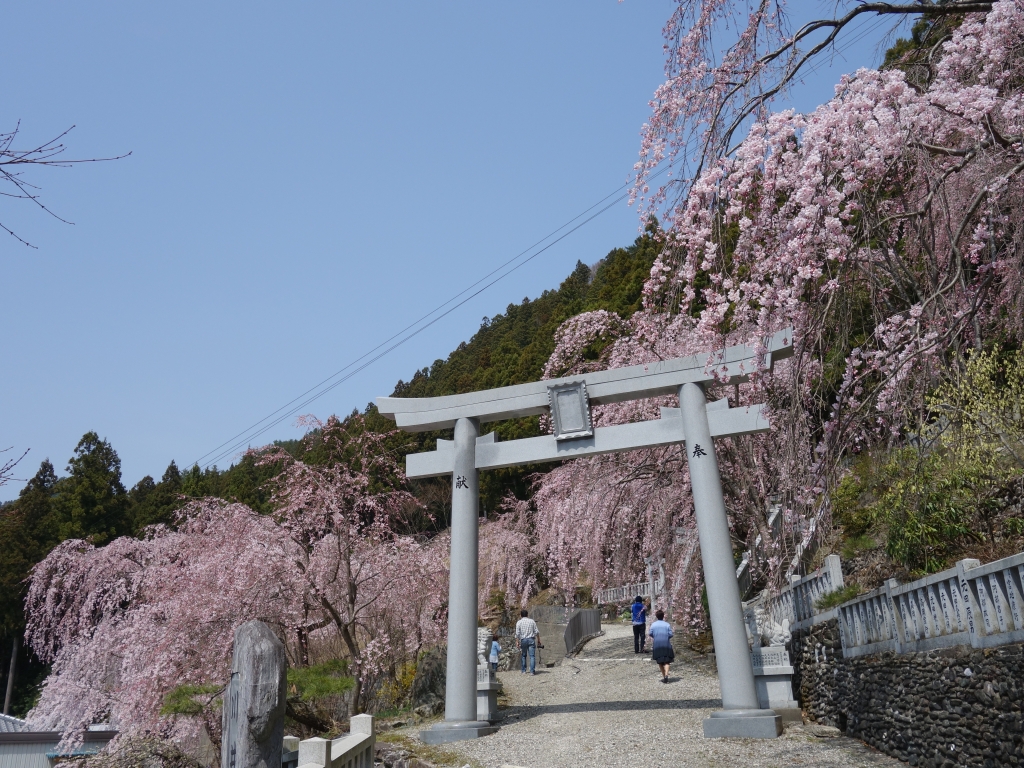 Searching For The Check In Spots Of Sakura In Japan