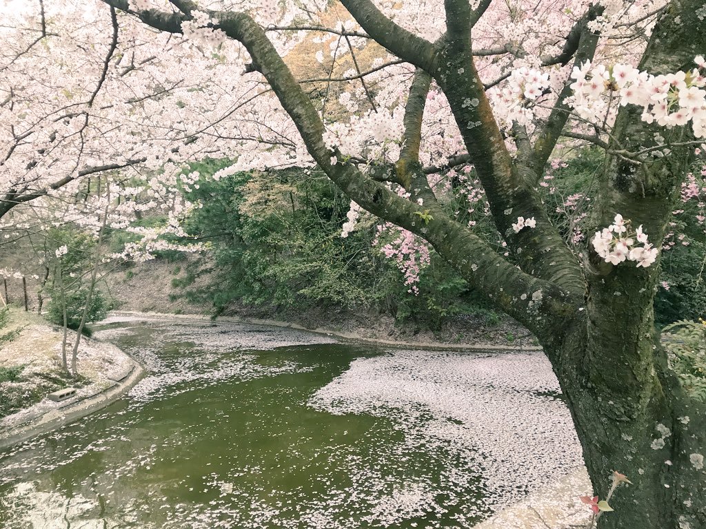Searching For The Check In Spots Of Sakura In Japan