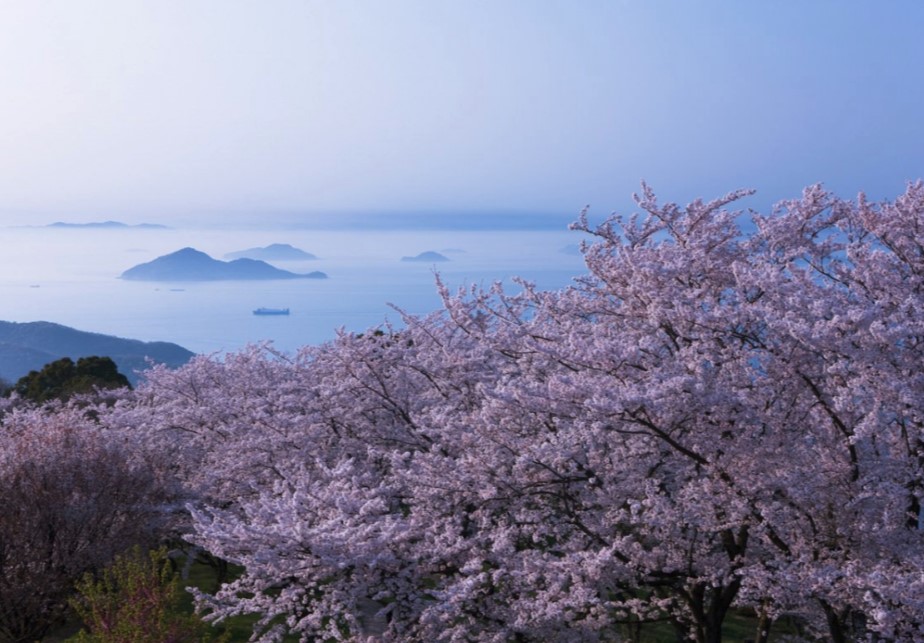 Searching For The Check In Spots Of Sakura In Japan